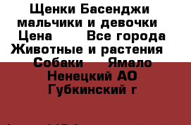 Щенки Басенджи ,мальчики и девочки › Цена ­ 1 - Все города Животные и растения » Собаки   . Ямало-Ненецкий АО,Губкинский г.